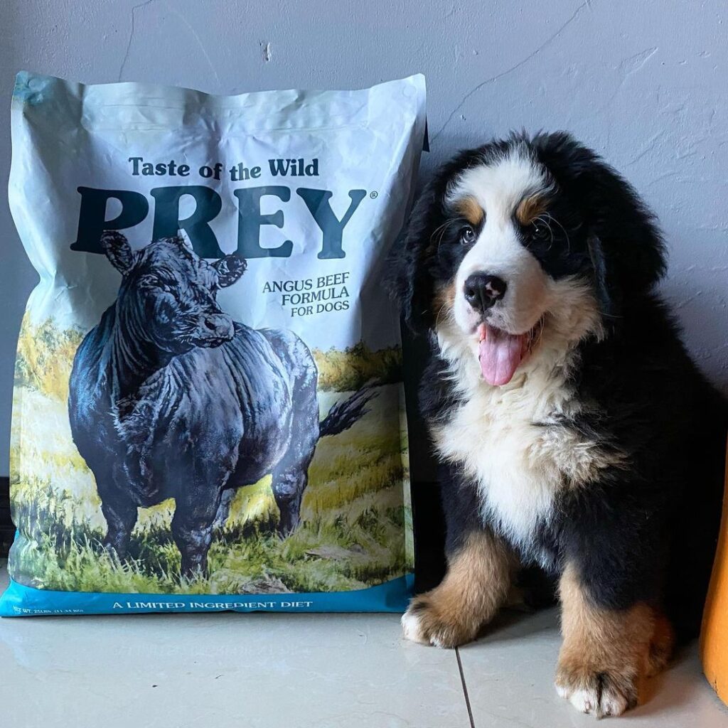 Where to Buy Taste of the Wild Prey Angus Beef Dog Food